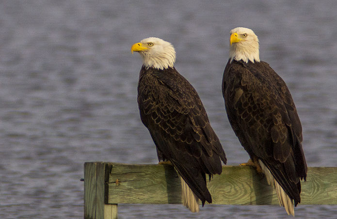 Pair of adult eagles by water